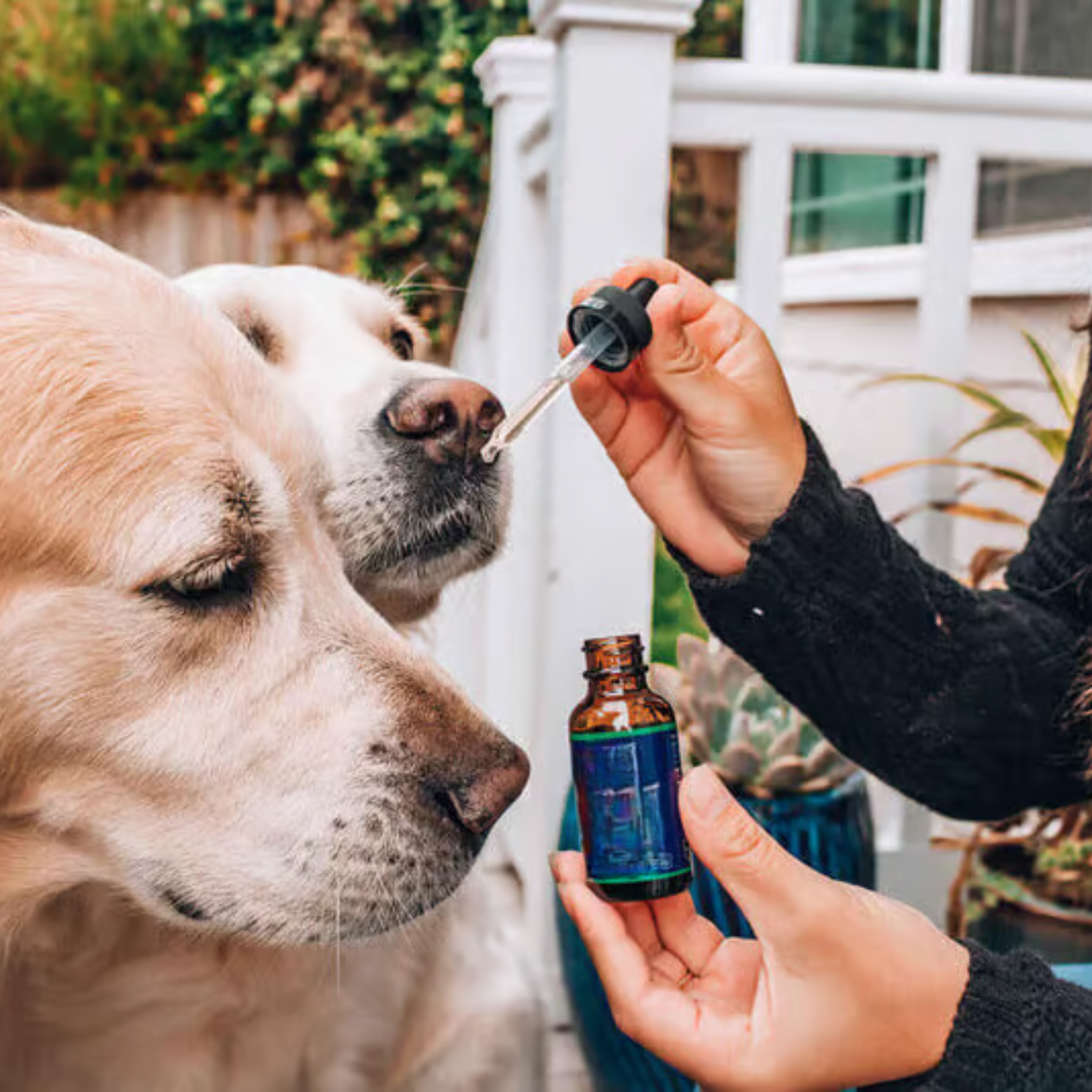 Pet Health and Wellness