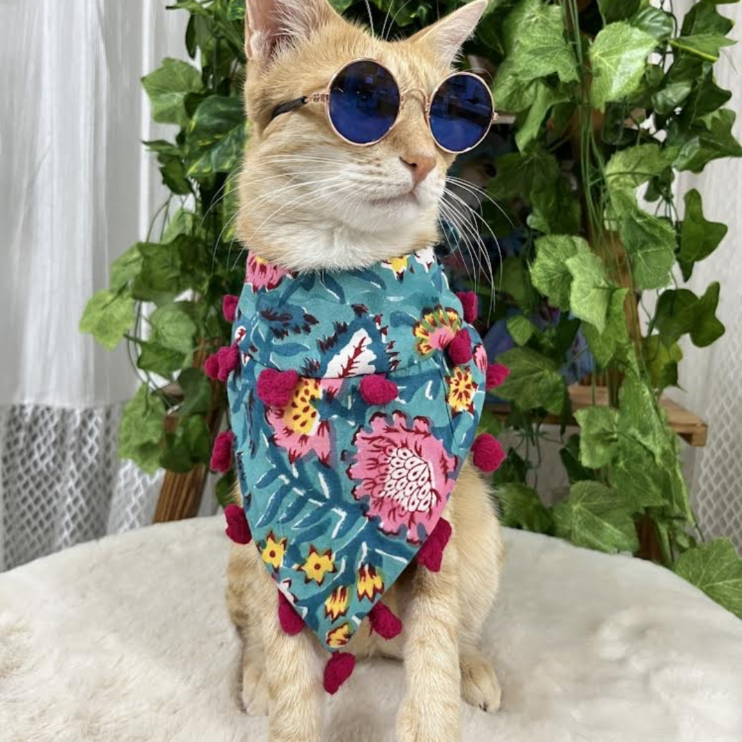 Pet Accessories and Apparel