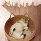 Natural Woven Cat Bed with Washable Pad
